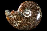 Polished, Agatized Ammonite (Cleoniceras) - Madagascar #83054-1